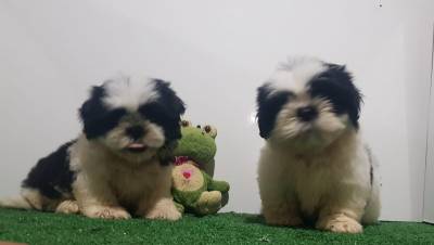 Shih tzu macho