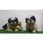 Shih-tzu Shih tzu macho Pernambuco Olinda