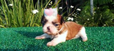 Filhotes de Shih-tzu em Curitiba maravilhosos