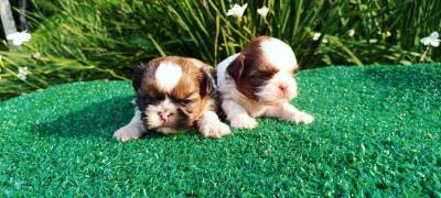 Filhotes de Shih-tzu em Curitiba maravilhosos