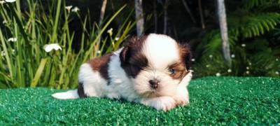 Filhotes de Shih-tzu em Curitiba maravilhosos