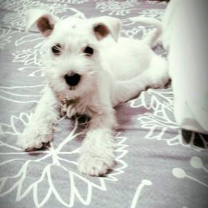 Maravilhosas filhotes de schnauzer fêmeas Maravilhosas filhotes de schnauzer fêmeas