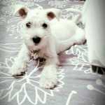 Schnauzer Miniatura (ano) Maravilhosas filhotes de schnauzer fmeas