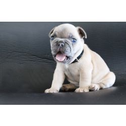 Bulldog Francs Bulldog Francs macho Lisboa Sao Joao Das Lampas