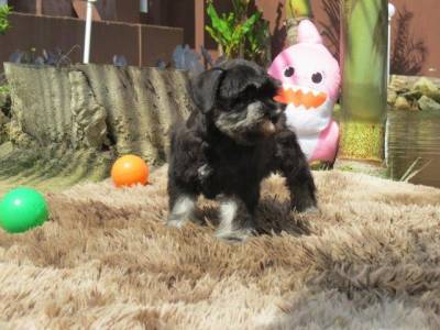SCHNAUZER MINIATURA FILHOTE MACHO Preto e Prata TAJJ MAHALL CURITIBA VACINAS IMPORTADAS LINDSSIMO