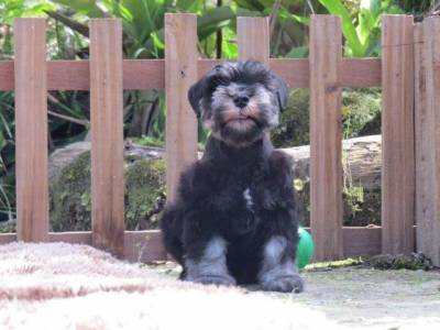 SCHNAUZER MINIATURA FILHOTE MACHO Preto e Prata TAJJ MAHALL CURITIBA VACINAS IMPORTADAS LINDSSIMO