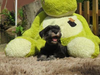 SCHNAUZER MINIATURA FILHOTE MACHO Preto e Prata TAJJ MAHALL CURITIBA VACINAS IMPORTADAS LINDSSIMO