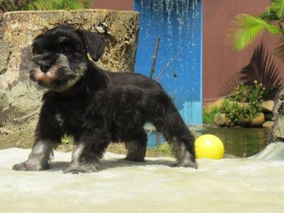 SCHNAUZER MINIATURA FILHOTE MACHO Preto e Prata TAJJ MAHALL CURITIBA VACINAS IMPORTADAS LINDSSIMO