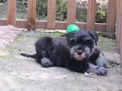 SCHNAUZER MINIATURA FILHOTE MACHO Preto e Prata TAJJ MAHALL CURITIBA VACINAS IMPORTADAS LINDSSIMO