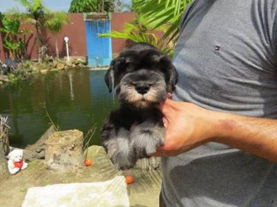 SCHNAUZER MINIATURA FILHOTE MACHO Preto e Prata TAJJ MAHALL CURITIBA VACINAS IMPORTADAS LINDSSIMO