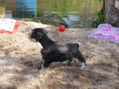 SCHNAUZER MINIATURA FILHOTE FMEA Preta e Prata TAJJ MAHALL CURITIBA VACINAS IMPORTADAS LINDSSIMA