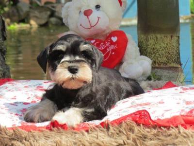 SCHNAUZER MINIATURA FILHOTE FMEA Preta e Prata TAJJ MAHALL CURITIBA VACINAS IMPORTADAS LINDSSIMA