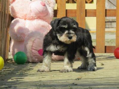 SCHNAUZER MINIATURA FILHOTE FMEA Preta e Prata TAJJ MAHALL CURITIBA VACINAS IMPORTADAS LINDSSIMA