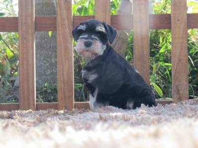 SCHNAUZER MINIATURA FILHOTE FMEA Preta e Prata TAJJ MAHALL CURITIBA VACINAS IMPORTADAS LINDSSIMA