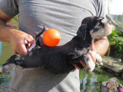 SCHNAUZER MINIATURA FILHOTE FMEA Preta e Prata TAJJ MAHALL CURITIBA VACINAS IMPORTADAS LINDSSIMA