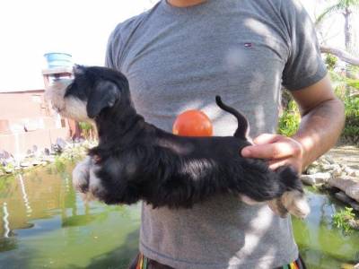 SCHNAUZER MINIATURA FILHOTE FMEA Preta e Prata TAJJ MAHALL CURITIBA VACINAS IMPORTADAS LINDSSIMA