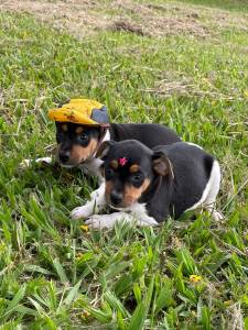 FILHOTINHOS DE FOX PAULISTINHAS EM PROMOO E CRIADOS POR VETERINRIA