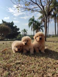 FILHOTINHOS DE GOLDEN RETRIEVER CRIADOS POR MDICA VETERINRIA