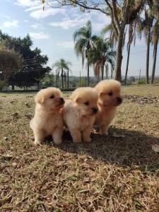 FILHOTINHOS DE GOLDEN RETRIEVER CRIADOS POR MDICA VETERINRIA