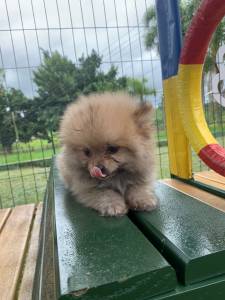 QUEM PROCURA SPITZ ALEMO POR AI FECHA NEGCIO AQUI CES EXCELENTES CRIAO VETERINRIA LINDOS