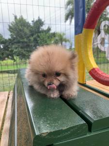 QUEM PROCURA SPITZ ALEMO POR AI FECHA NEGCIO AQUI CES EXCELENTES CRIAO VETERINRIA LINDOS