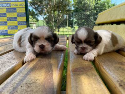 SHIH TZS  PRONTA ENTREGA E CRIADOS POR MDICA VETERINRIA