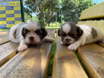 SHIH TZS  PRONTA ENTREGA E CRIADOS POR MDICA VETERINRIA