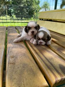 SHIH TZS  PRONTA ENTREGA E CRIADOS POR MDICA VETERINRIA