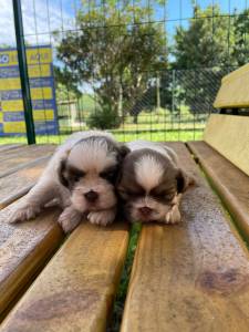 SHIH TZS  PRONTA ENTREGA E CRIADOS POR MDICA VETERINRIA