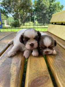 SHIH TZS  PRONTA ENTREGA E CRIADOS POR MDICA VETERINRIA