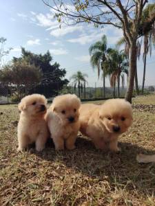 FILHOTES DE GOLDEN RETRIEVER   VENDA CRIAO PRPRIA E VETERINRIA CONHEA O NOSSO TRABALHO