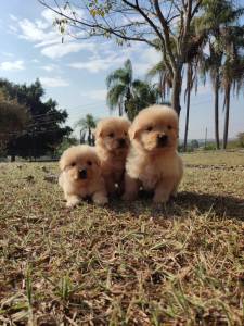 FILHOTES DE GOLDEN RETRIEVER   VENDA CRIAO PRPRIA E VETERINRIA CONHEA O NOSSO TRABALHO