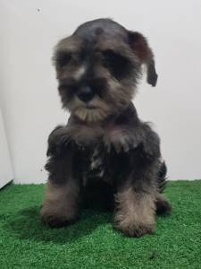 Schnauzer macho