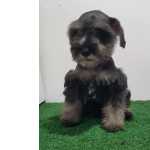 Schnauzer Miniatura (ano) Schnauzer macho Pernambuco Olinda