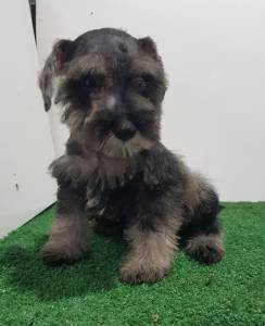 Schnauzer macho