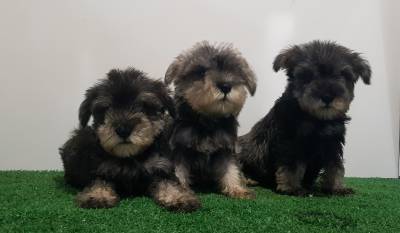 Schnauzer fmea