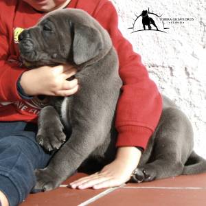 Ninhada Cane Corso LOP Afixo