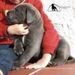 Cane Corso Ninhada Cane Corso LOP Afixo Lisboa Torres Vedras