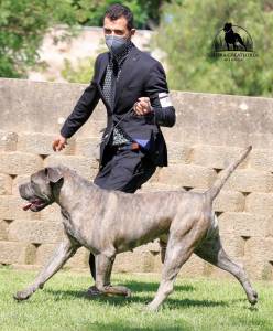 Ninhada Cane Corso LOP Afixo