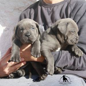 Ninhada Cane Corso LOP Afixo