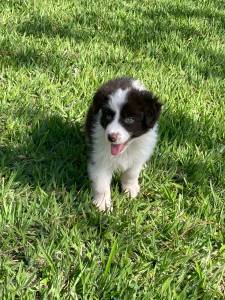 GRACINHAS DE BORDER COLLIES PARA LEVAR PARA CASA AGORA C