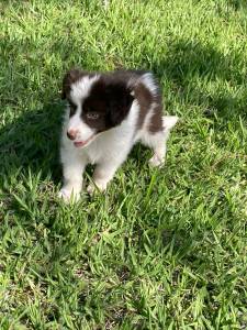 GRACINHAS DE BORDER COLLIES PARA LEVAR PARA CASA AGORA C