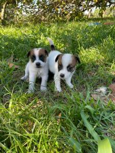 GRACINHAS DE JACK RUSSELS CRIADOS POR MDICA VET