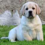 Retriever Do Labrador Labrador Retriever - Amarelos                