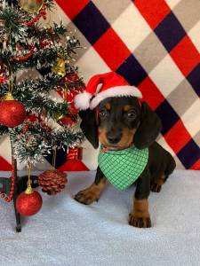 FILHOTE DE BASSET TECKEL MACHO PRETO E CANELA FILHOTE DE BASSET TECKEL MACHO PRETO E CANELA