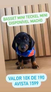 FILHOTE DE BASSET TECKEL MACHO PRETO E CANELA