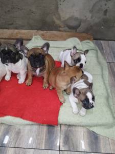 FILHOTES DE BULLDOG FRANCS