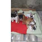 Bulldog Francs FILHOTES DE BULLDOG FRANCS So Paulo Cotia Granja Viana