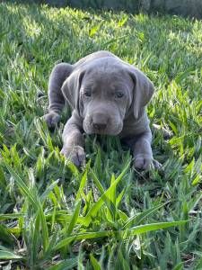 TIRE O DIA E VENHA BUSCAR O SEU WEIMARANER AQUI  SEU CO  CRIADO POR MDICA VET