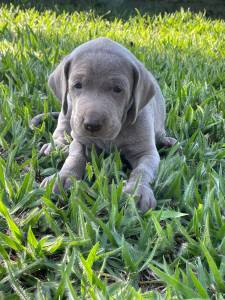 TIRE O DIA E VENHA BUSCAR O SEU WEIMARANER AQUI  SEU CO  CRIADO POR MDICA VET